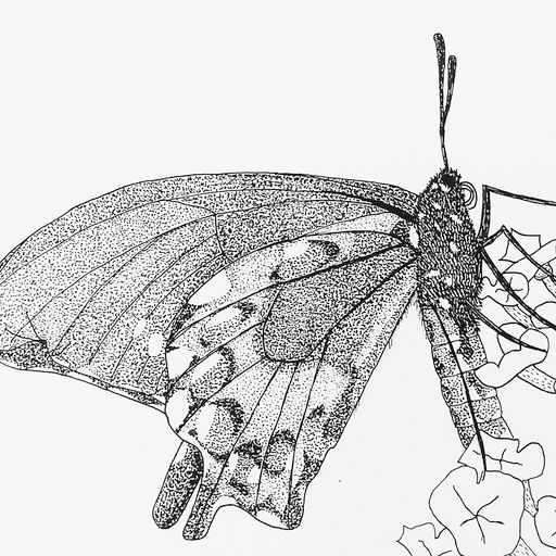 David Hibbler - Butterfly in Pen